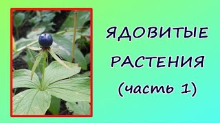 Ядовитые Растения (Часть 1): Вороний Глаз, Ландыш, Волчье Лыко.