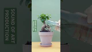 Booty Bonsai dj remix house edm  edms hypertrance technodance djs dance party