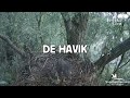 HAVIK | broedseizoen havik in beeld