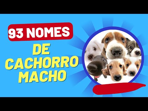 NOMES DE CACHORRO MACHO: lista com 93 nomes de cachorro macho para você se inspirar!