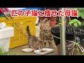 【総集編】保護して1年。親子猫に出会って、人生変わった話。