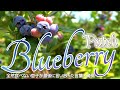 【Blueberry Patch第２弾】アメリカのブルーベリー狩り｜広いから遭難しないでね