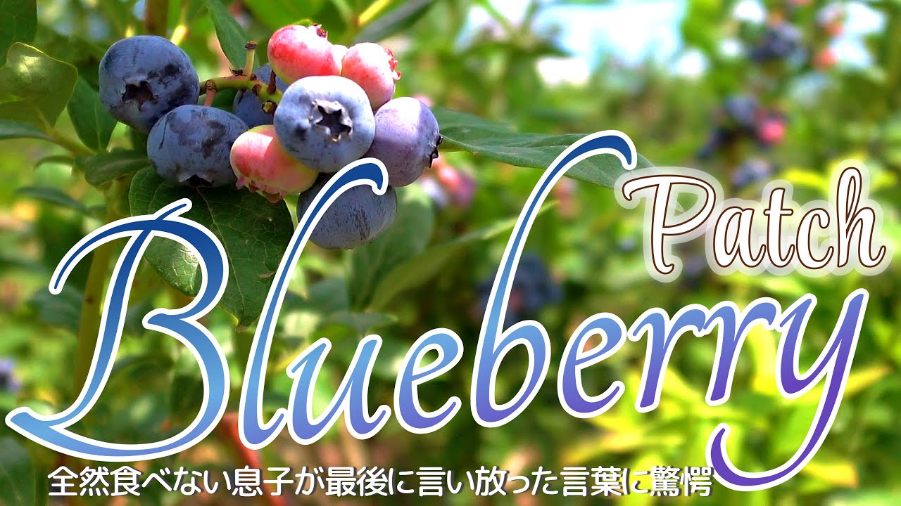【Blueberry Patch第２弾】アメリカのブルーベリー狩り｜広いから遭難しないでね