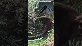 subscribe ya rekomendasi mik wireless jarak 20 meter #shortvideo