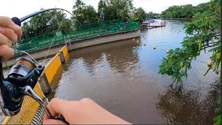 This spot pays off! │ Noosa River Fishing