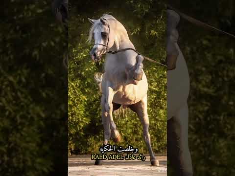 ياما ناس بترخص فى عنيا بعد ما كان الغالى يرخصلها رائد عادل الأسيوطي مات الكلام ياما ناس بترخص فى عنيا بعد ما كان الغالى يرخصلها رائد عادل الأسيوطي مات الكلام