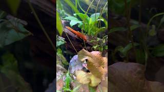 Pea Puffer Tank Mates - Super Red Bristlenose Pleco