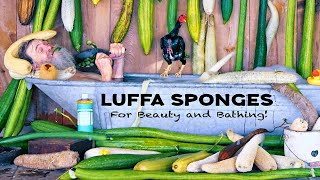 Grow your own LUFFA SPONGES! Ancient health secret for clean mind, body, and soul!