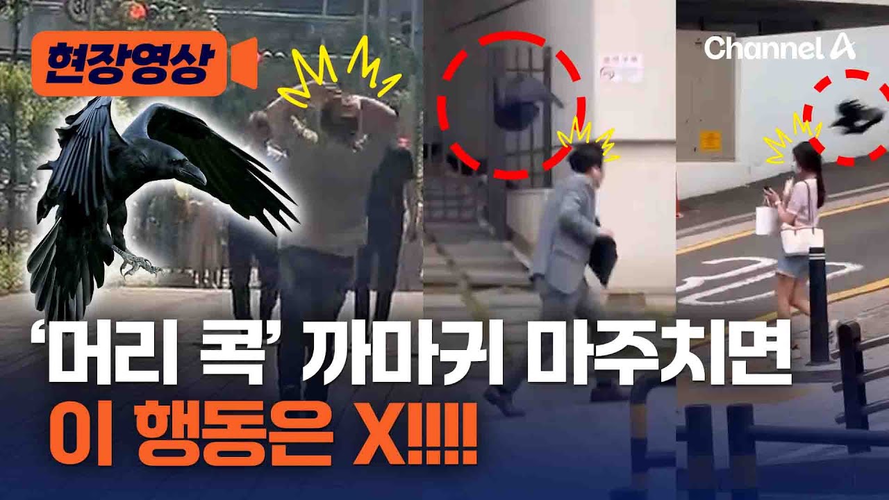 사람 공격하는 까마귀 마주쳤을 때 “이렇게 하면 안 돼요!” [현장영상] / 채널A