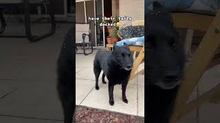 #dog #short Some schipperke info from a schipperke #dogsoftiktok #schipperke #Pe