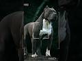 The Best Fight Seen Pitbull DOG | Pitbull dog fight status| 4K THEME