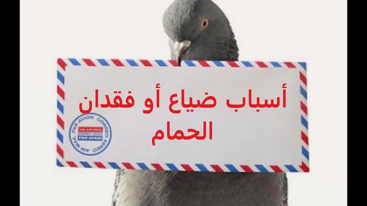 اسباب ضياع الزغاليل ليه الحمام عندي بيضيع أو مش بيرجع تانى