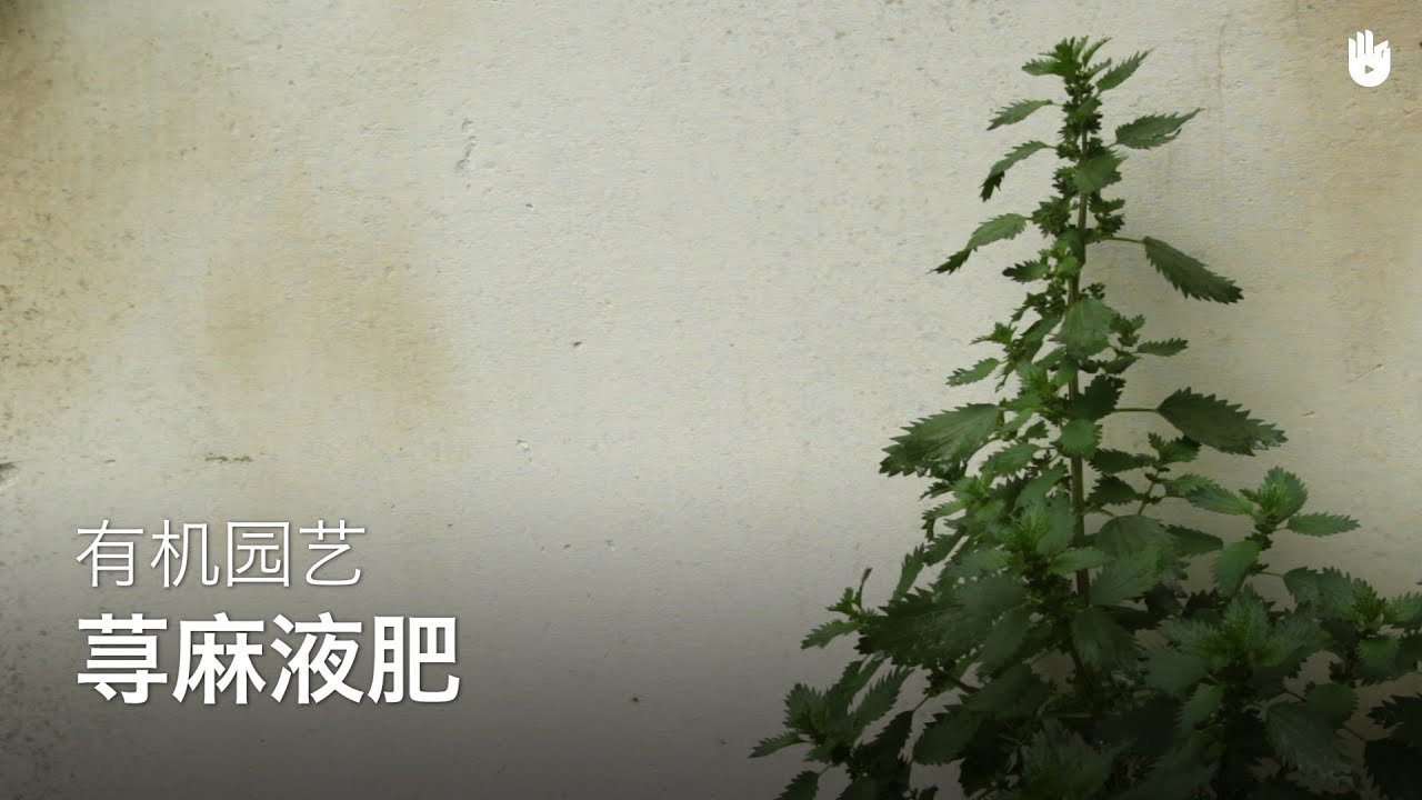 有机液肥 荨麻 园艺 Youtube