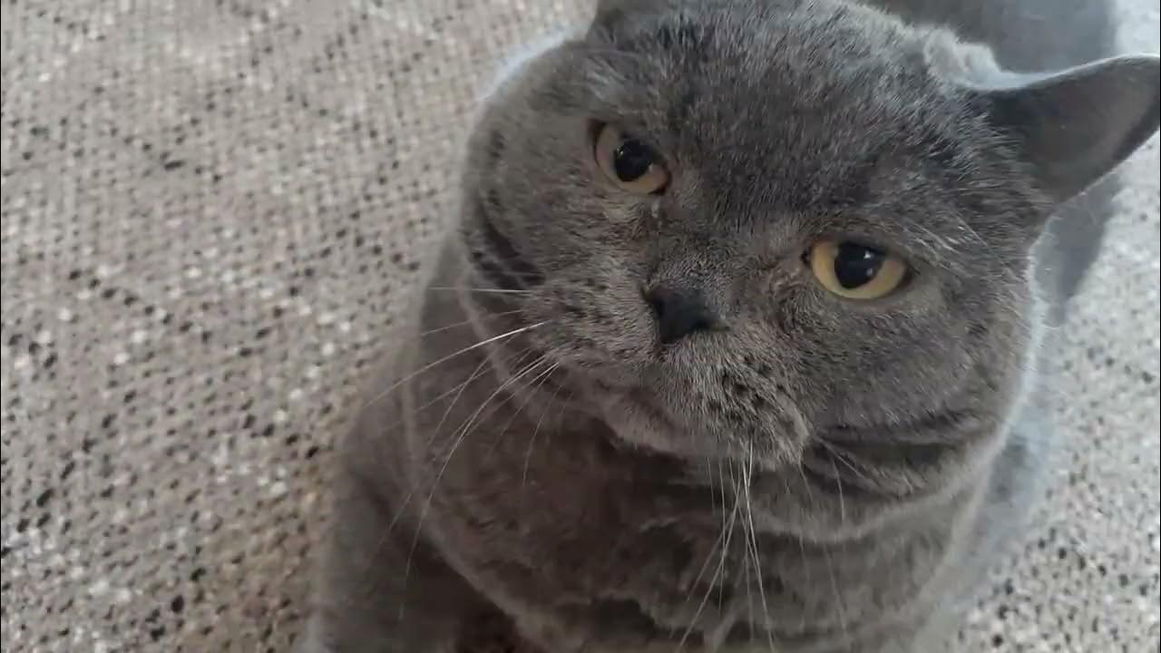 Недовольные коты - YouTube
