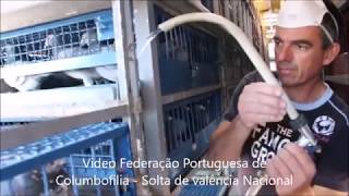 video de promoção da columbofilia- Produção Columbofilia Online