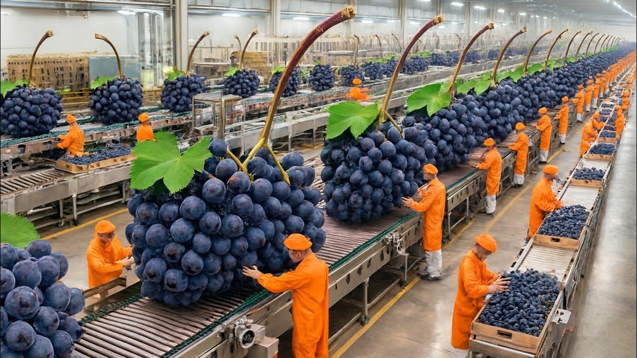 Inside a Modern Grape Processing Plant:From Fresh Grapes to Premium Wine (fullProcess)fruitfactoryai