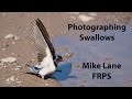 Photographing Swallows