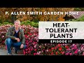 Heat Tolerant Flowers: Garden Home VLOG (2019)