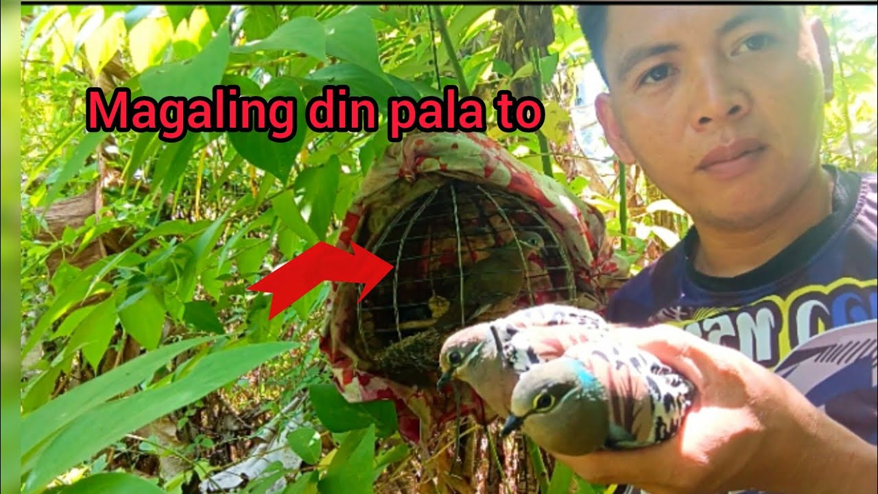 Walang tempo pero nakadali parin.#alimukonhunting#roypchannel#subscribe mychannel