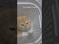 Todo Enjoying in Basket 🧺😻 | Relaxed & Happy Moments | Yash’s Kitty’s Kingdom