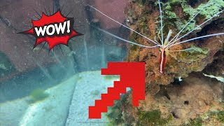 Fluval Flex Saltwater Aquarium Update