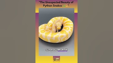 🐍💫 "The Unexpected Beauty of Python Snakes 🐍💫"