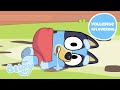 Babywedstrijd Bluey Volledige Aflevering Bluey Officieel Nederlands Kanaal 