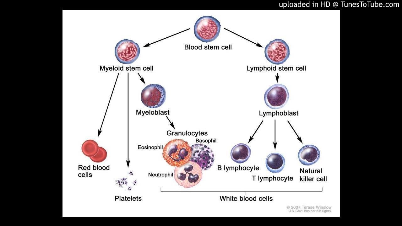Клетки крови образующийся в костном мозге. Стволовая клетка крови схема. Схема кроветворения стволовая клетка. Схема образования кровяных клеток. Схема образования клеток в костном мозге.