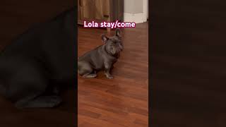 Remember when Lola couldn’t sit n stay for more than a second??!! #sit #stay #dogtraining