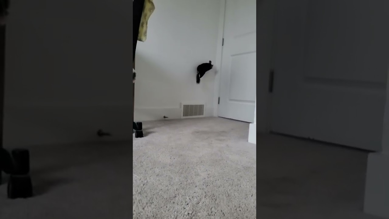 Adorable pet, Chinchilla run in slow motion. adorable shorts pets 