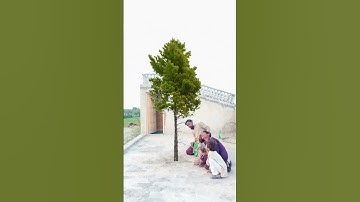 Funny Tree Vfx Magic Video #shorts #youtube #magic