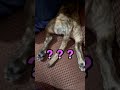 ケンカすると周りが1ミリも見えなくなる子犬w【そらまり日記】