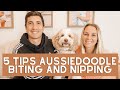 Aussiedoodle Biting and Nipping - 5 Tips to Prevent and STOP Aussiedoodle Biting | Torey Noora