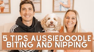 Aussiedoodle Biting and Nipping  5 Tips to Prevent and STOP Aussiedoodle Biting | Torey Noora