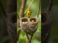 Mama’s Morning Call #birds #nature #animaltraining #viral #shorts #video