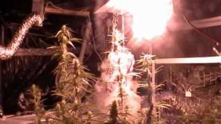 Flowering Marijuana With Dry Ice