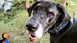 Great Dane Dog Becomes Paralyzed Overnight | The Dodo