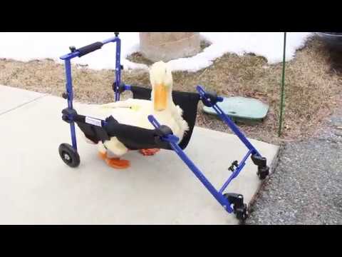 Disabled Duck Named Hope in Walkin' Wheels Wheelchair!