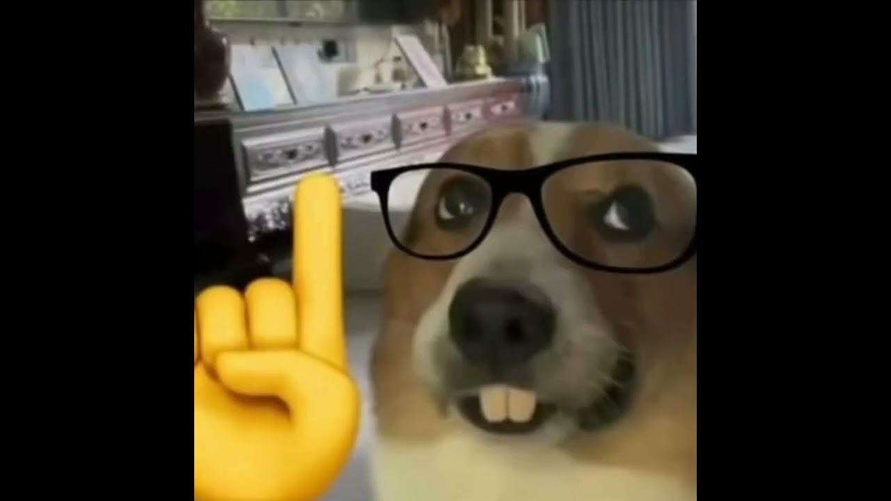 Dog nerd🤓🤓🤓