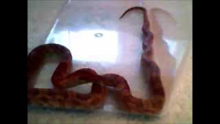 Tucker the Corn Snake Eating a Mousie!