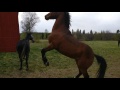 Happy horses playing