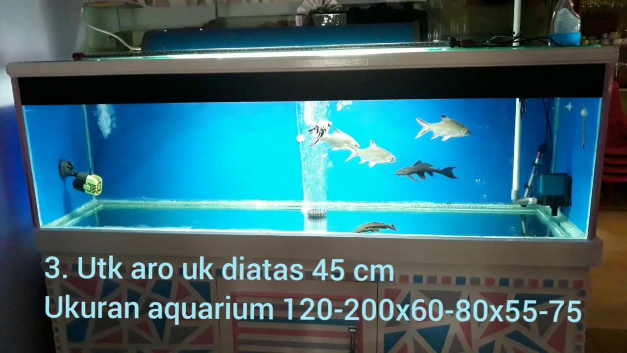  Ukuran  Dan Perlengkapan Aquarium  Arwana