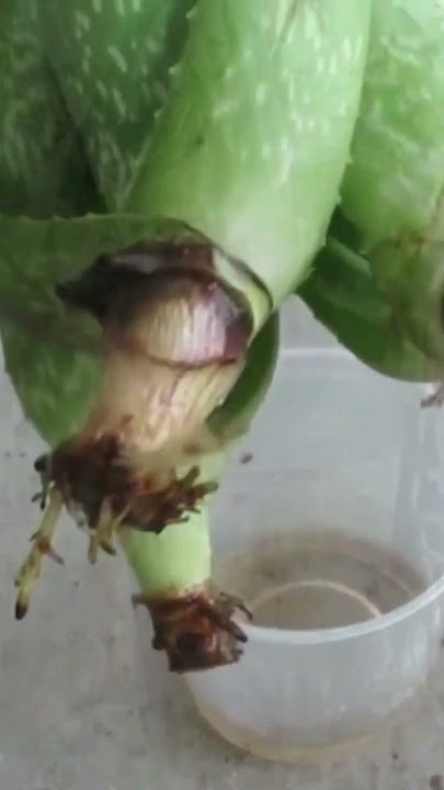 Aloe vera in water