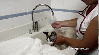 Comment donner un bain à un chaton ?⎜ROYAL CANIN®