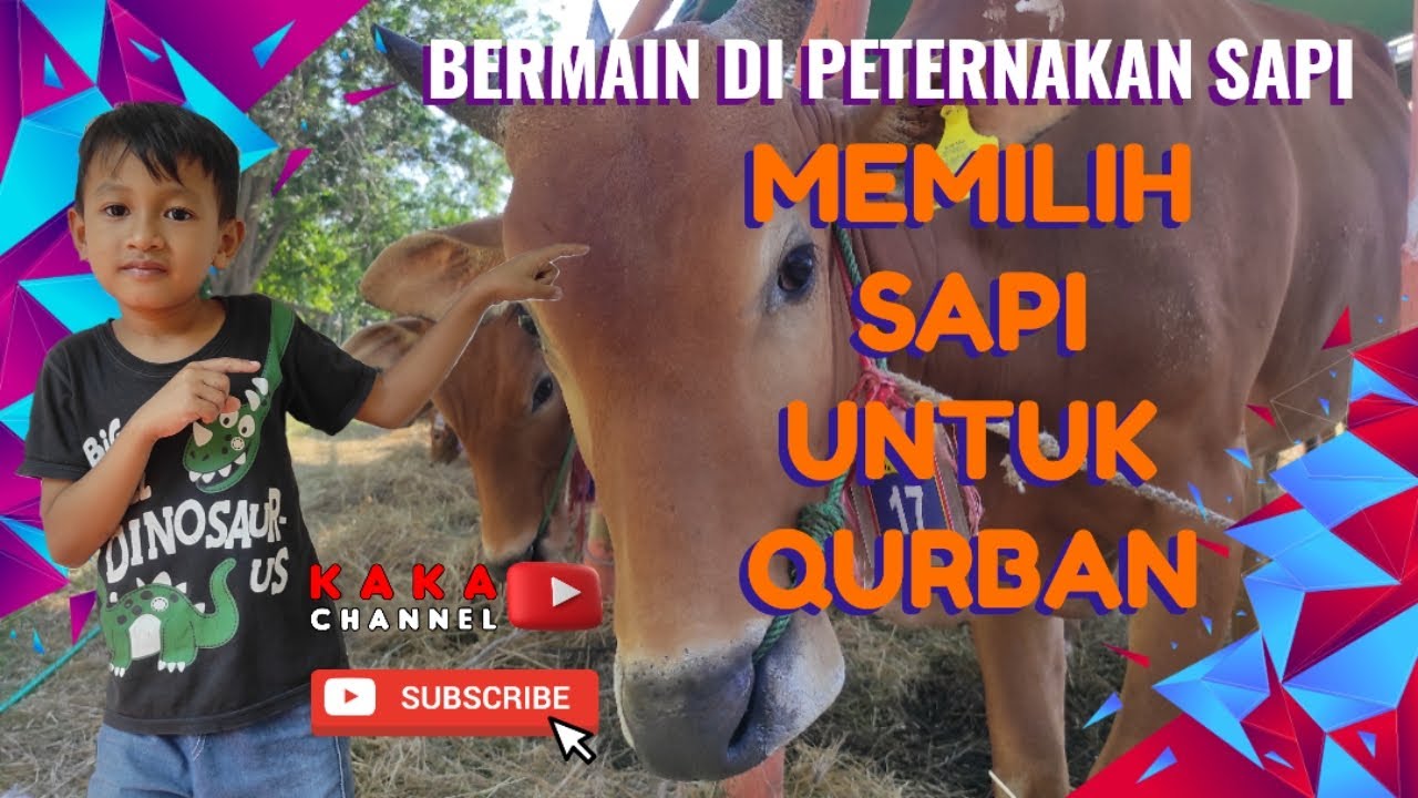 BERMAIN DI PETERNAKAN SAPI - MEMILIH HEWAN KURBAN IDHUL ADHA || PLAY IN THE COW FARM