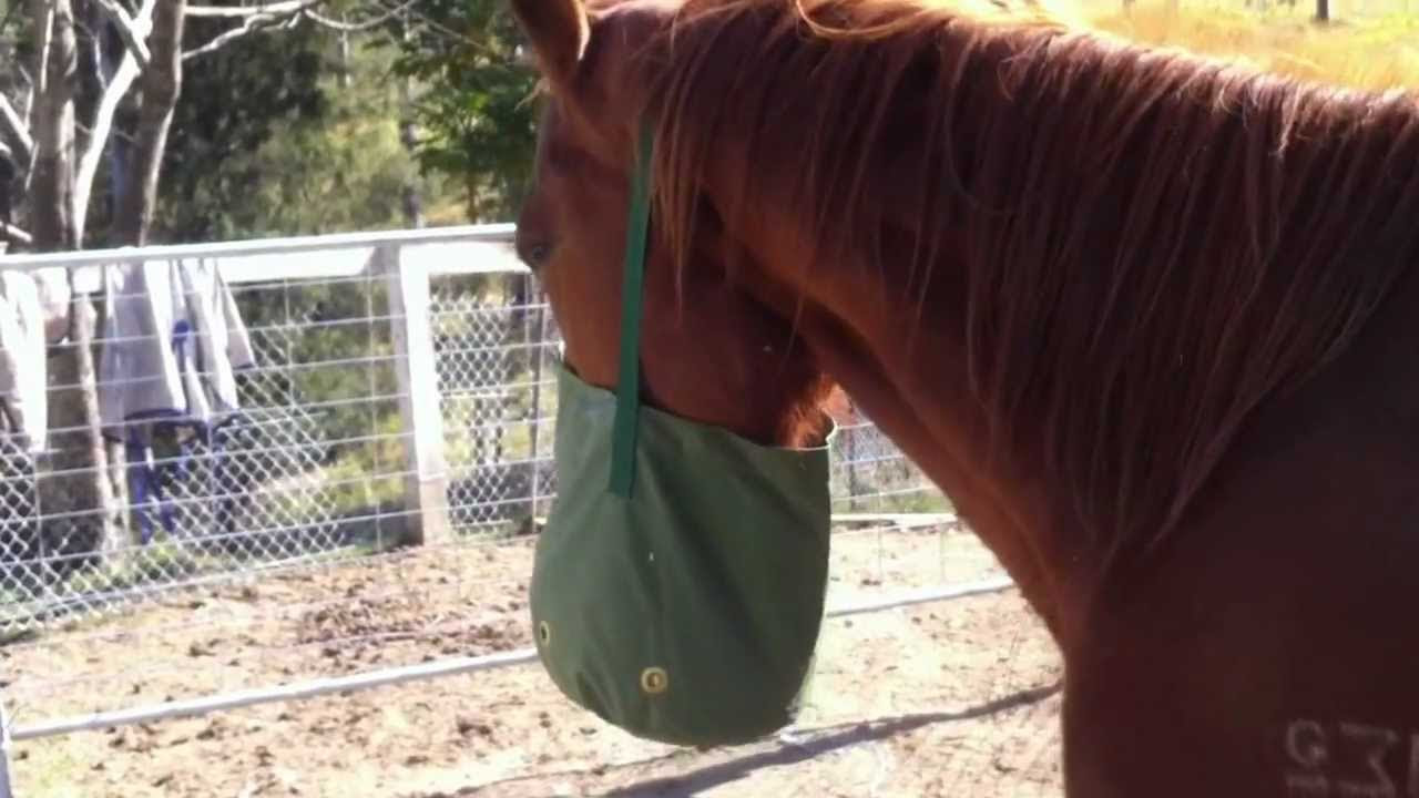 Rob Leach Feeding with Nose Bags YouTube