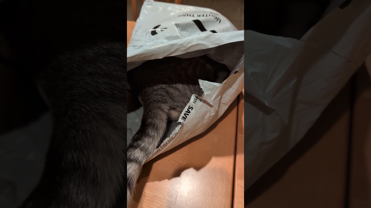 I'm looking for Kimi and I found her inside the plastic lol 