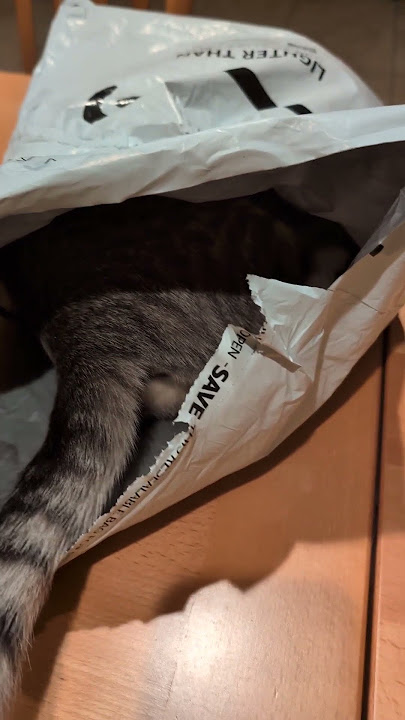 I'm looking for Kimi and I found her inside the plastic lol #satisfying #viral #cat 🌈 ASMR