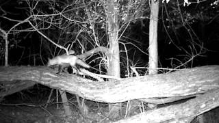 Log crossings make good wildlife trails. Watch infrared video at night to see furbearers and predators in action.