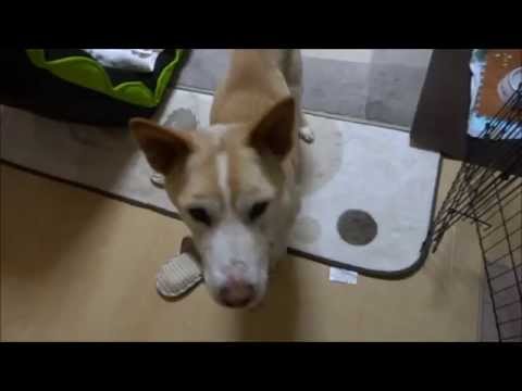 香川県 犬 里親募集 香川県 犬 里親募集